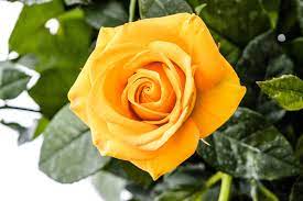 Yellow Rose 